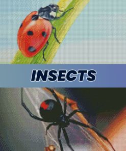 Insects