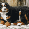 Adorable Bernese Mountain Puppies Diamond Painting