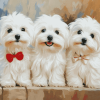 Adorable Maltese Dogs Diamond Painting