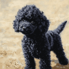 Aesthetic Black Poodle Puppy Diamond Painting