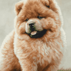 Aesthetic Chow Chow Puppy Diamond Painting