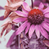 Aesthetic Echinacea Blossoms Diamond Painting