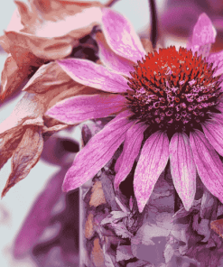 Aesthetic Echinacea Blossoms Diamond Painting