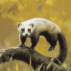 Aesthetic Ferret Diamond Painting