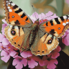 Aesthetic Painted Butterfly Diamond Painting