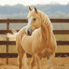 Aesthetic Palomino Diamond Painting