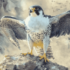 Aesthetic Peregrine Falcon Diamond Painting