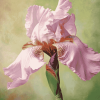 Aesthetic Pink Iris Blossoms Diamond Painting