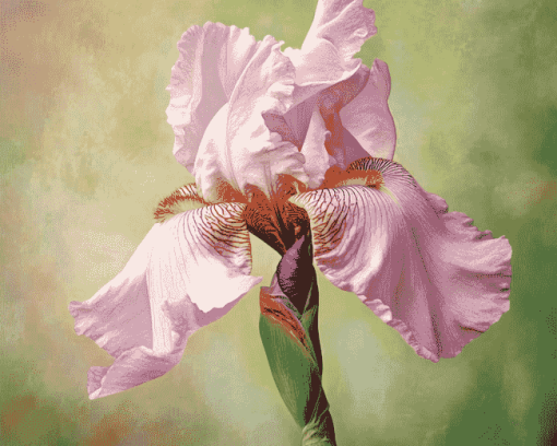 Aesthetic Pink Iris Blossoms Diamond Painting