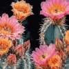 Aesthetic Pink and Yellow Cactus Blooms Diamond Painting