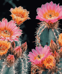 Aesthetic Pink and Yellow Cactus Blooms Diamond Painting