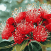 Aesthetic Pohutukawa Blossoms Diamond Painting