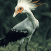 Aesthetic Secretarybird Diamond Painting