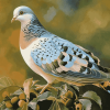 Aesthetic Turtle Dove Diamond Painting