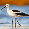 American Avocet Birds Diamond Painting