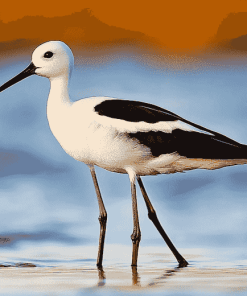 American Avocet Birds Diamond Painting