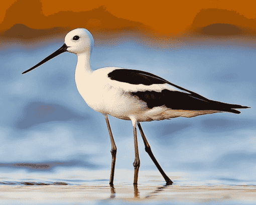 American Avocet Birds Diamond Painting