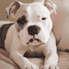 American Bulldog Puppy Diamond Painting