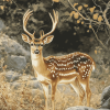 Axis Deer Diamond Painting