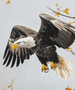 Bald Eagle Wildlife Diamond Painting