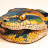 Ball Python Colorful Diamond Painting