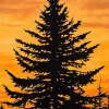 Balsam Fir Tree Art Diamond Painting