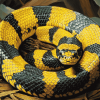 Banded Krait Reptile Diamond Painting