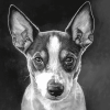 Basenji Puppy Black And White Diamond Painting