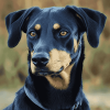 Beauceron Puppy Diamond Painting