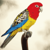 Beautiful Eastern Rosella Diamond Painting