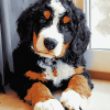 Bernedoodle Puppy Diamond Painting