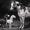 Black And White Horse And Hound Diamond Painting