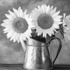 Black And White Sunflower Blossoms Diamond Painting