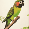 Black Capped Conure Parrot Diamond Painting