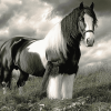 Black Clydesdale Horse Diamond Painting