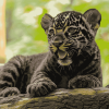 Black Jaguar Diamond Painting