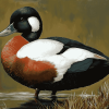 Black Paradise Shelduck Art Diamond Painting