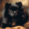 Black Pomeranian Puppy Diamond Painting