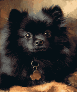 Black Pomeranian Puppy Diamond Painting