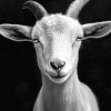 Black and White Goat Diamond Painting