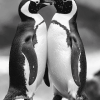 Black and White Penguin Diamond Painting