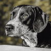 Black and White Plott Puppy Diamond Painting