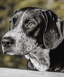 Black and White Plott Puppy Diamond Painting