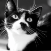 Black and White Tuxedo Cat Diamond Painting