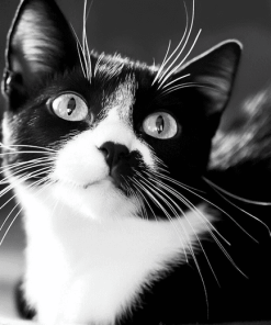 Black and White Tuxedo Cat Diamond Painting