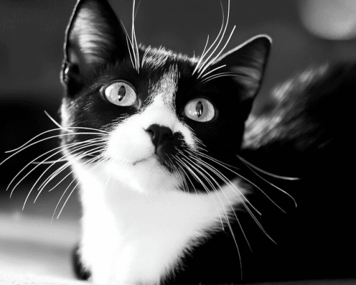 Black and White Tuxedo Cat Diamond Painting