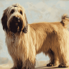 Blond Briard Puppies Diamond Painting