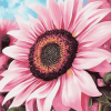 Blooming Pink Sunflowers Masterpiece Diamond Painting