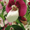 Blossoming Lady Slippers Diamond Painting