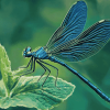 Blue Dragonfly Artwork Diamond Painting